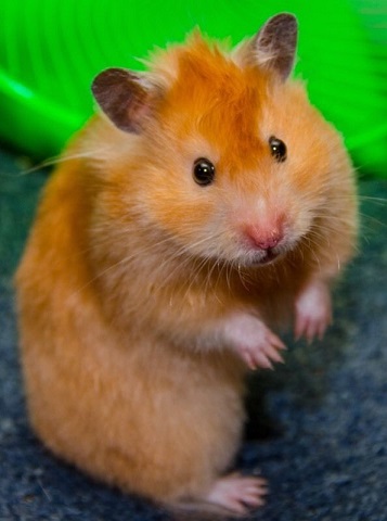 syrian hamsters